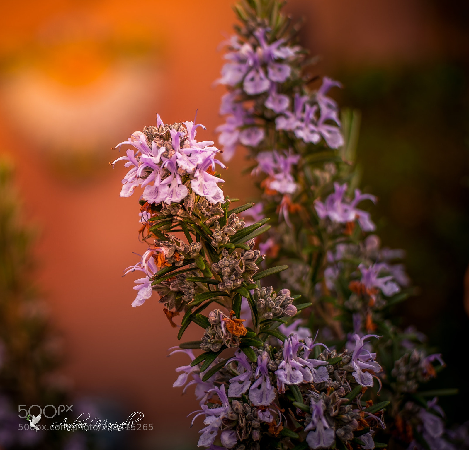 Fujifilm X-E2 sample photo. Rosemary photography