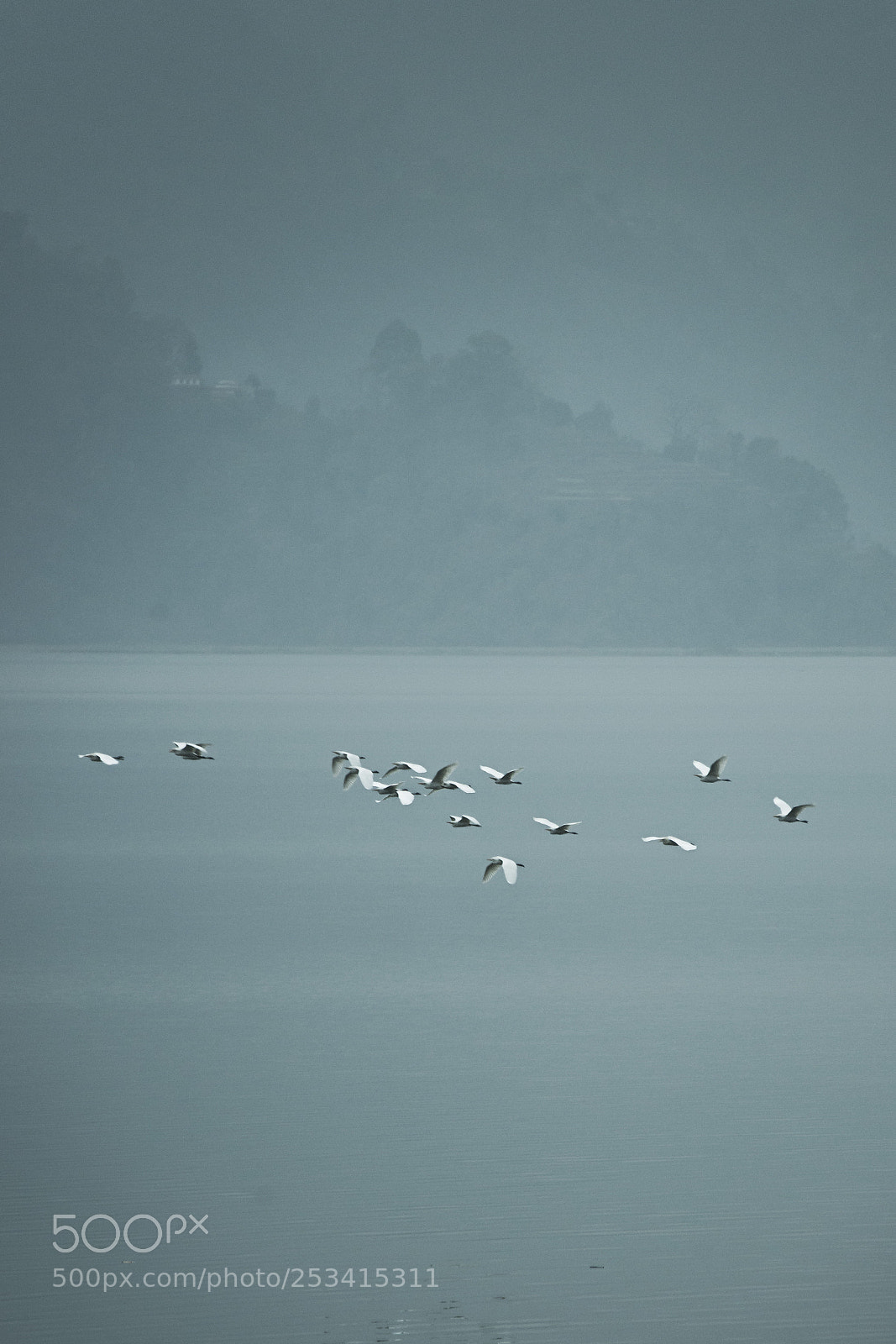 Nikon D610 sample photo. Birds photography