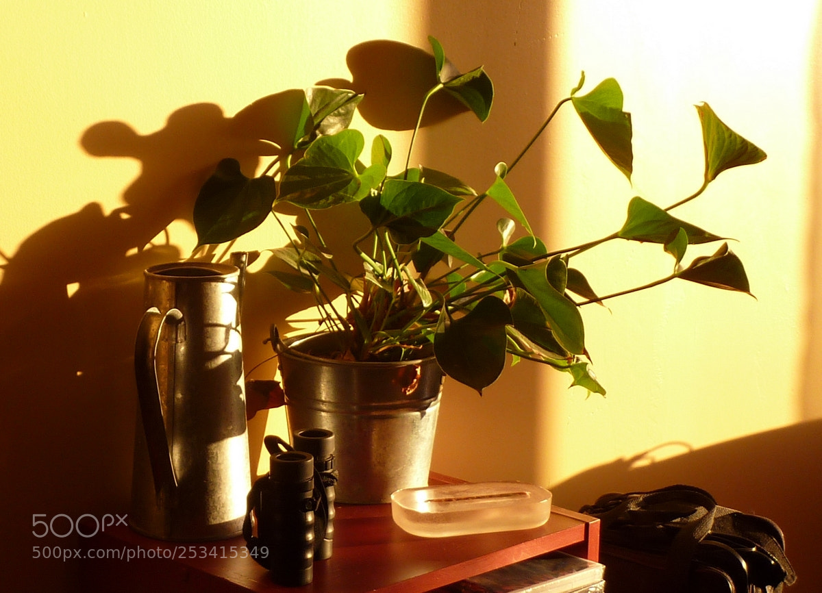 Panasonic DMC-TZ7 sample photo. Sun on the right photography