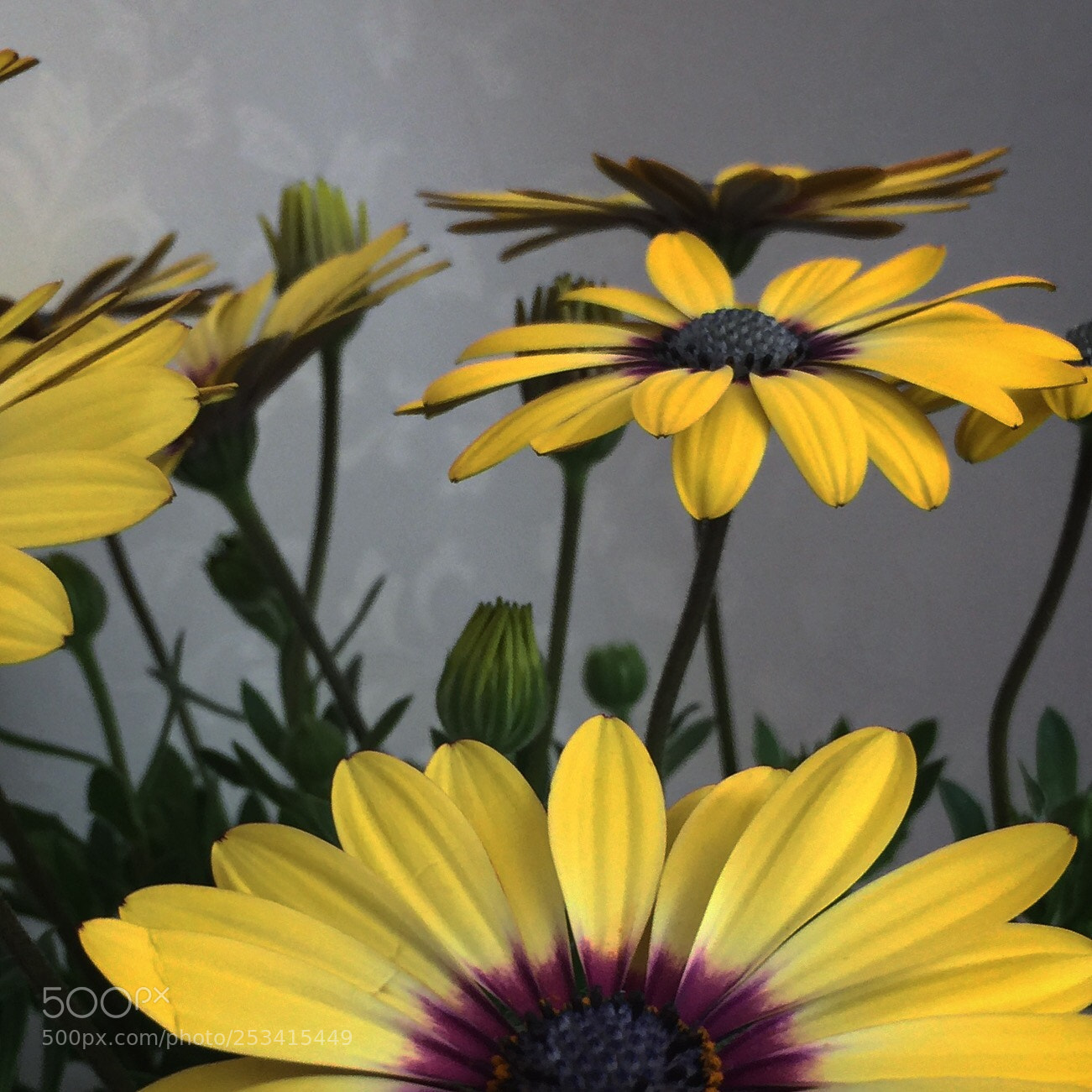 Apple iPhone 6 Plus sample photo. Yellow magic  photography