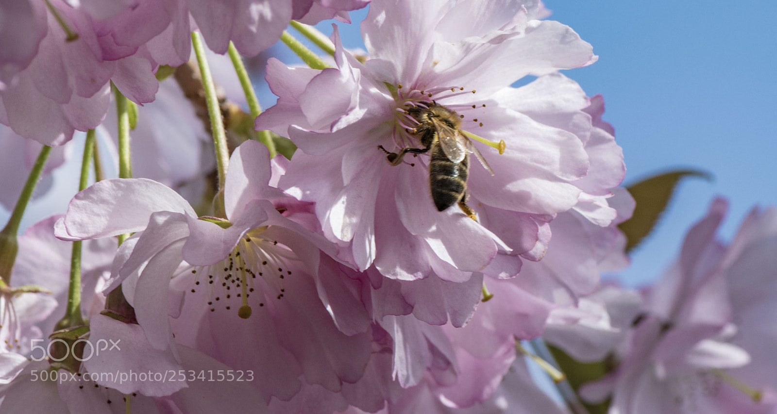 Nikon D5300 sample photo. Butineuse ! photography