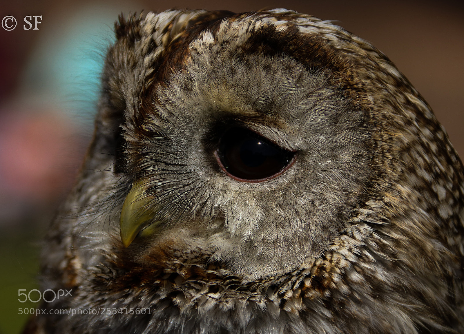 Canon EOS 750D (EOS Rebel T6i / EOS Kiss X8i) sample photo. Close to the owl photography