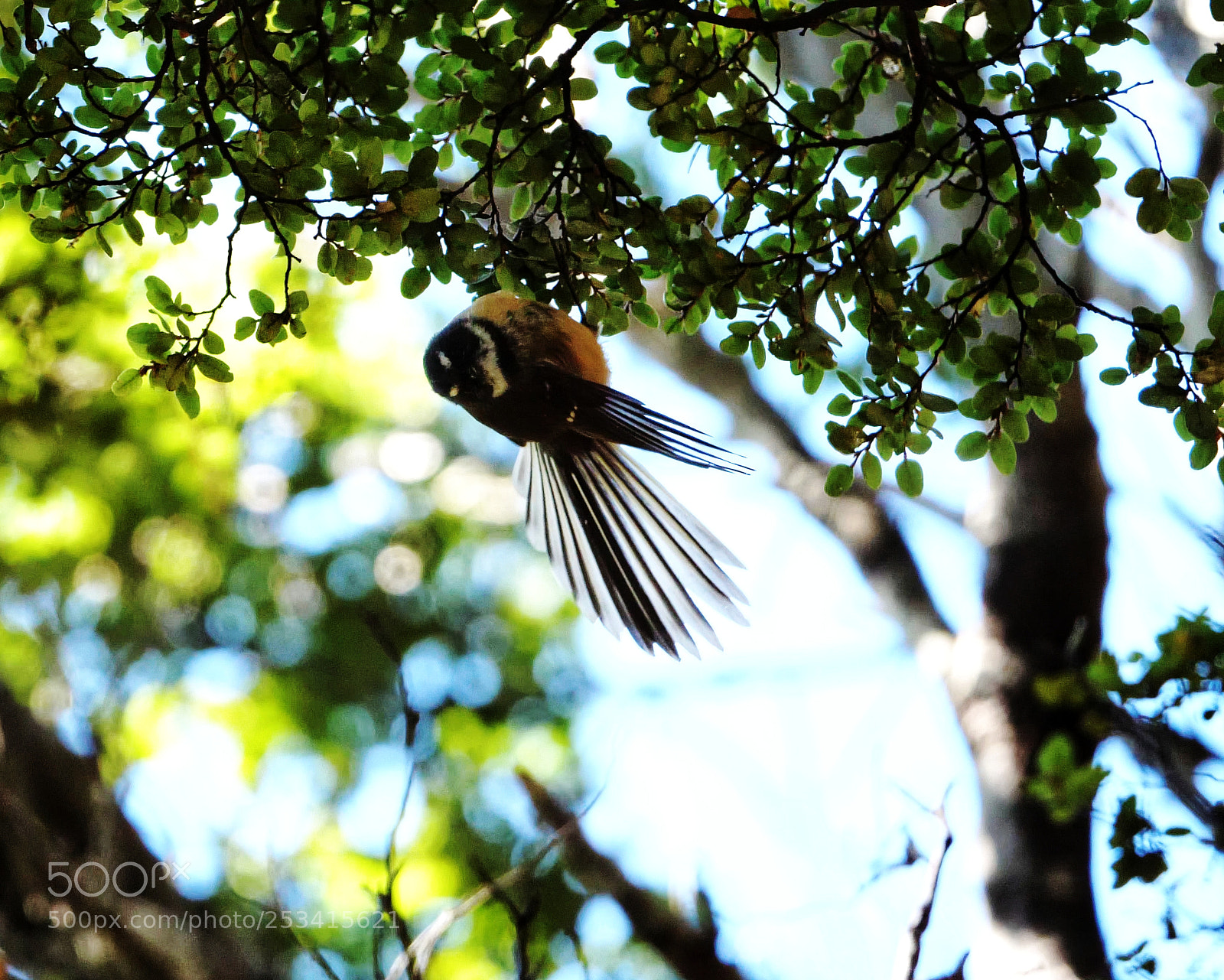Panasonic Lumix DC-G9 sample photo. New zealand fantail photography