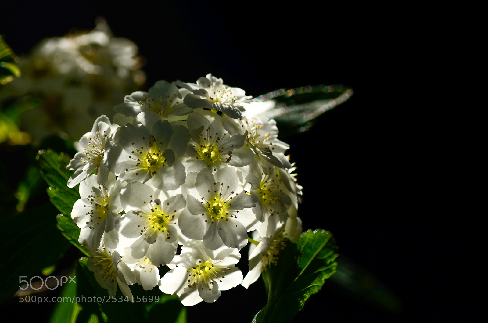Nikon D5100 sample photo. Flowers photography