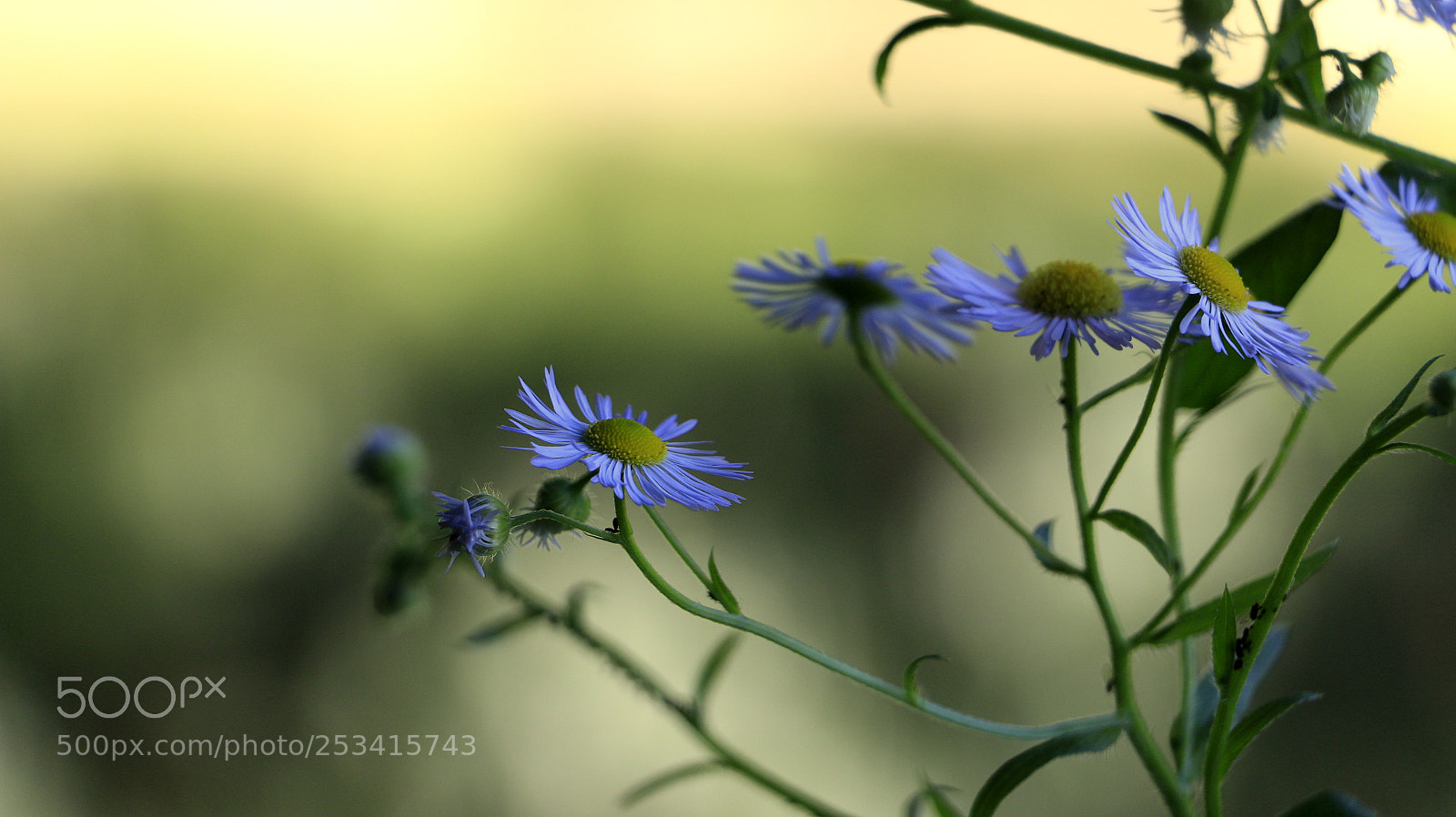 Canon EOS 70D sample photo. Riverbank photography