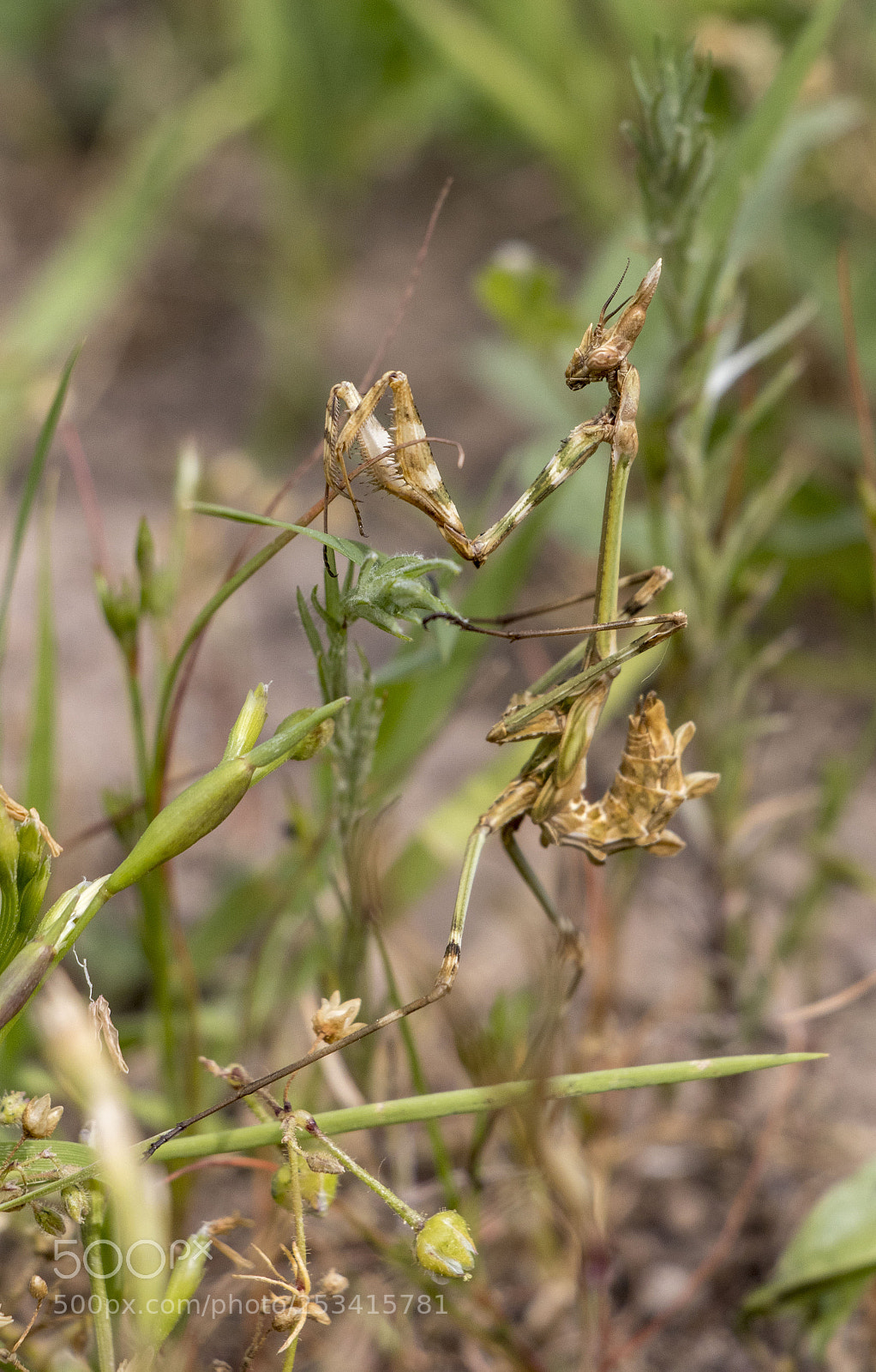 Canon EOS 77D (EOS 9000D / EOS 770D) sample photo. Mantis photography