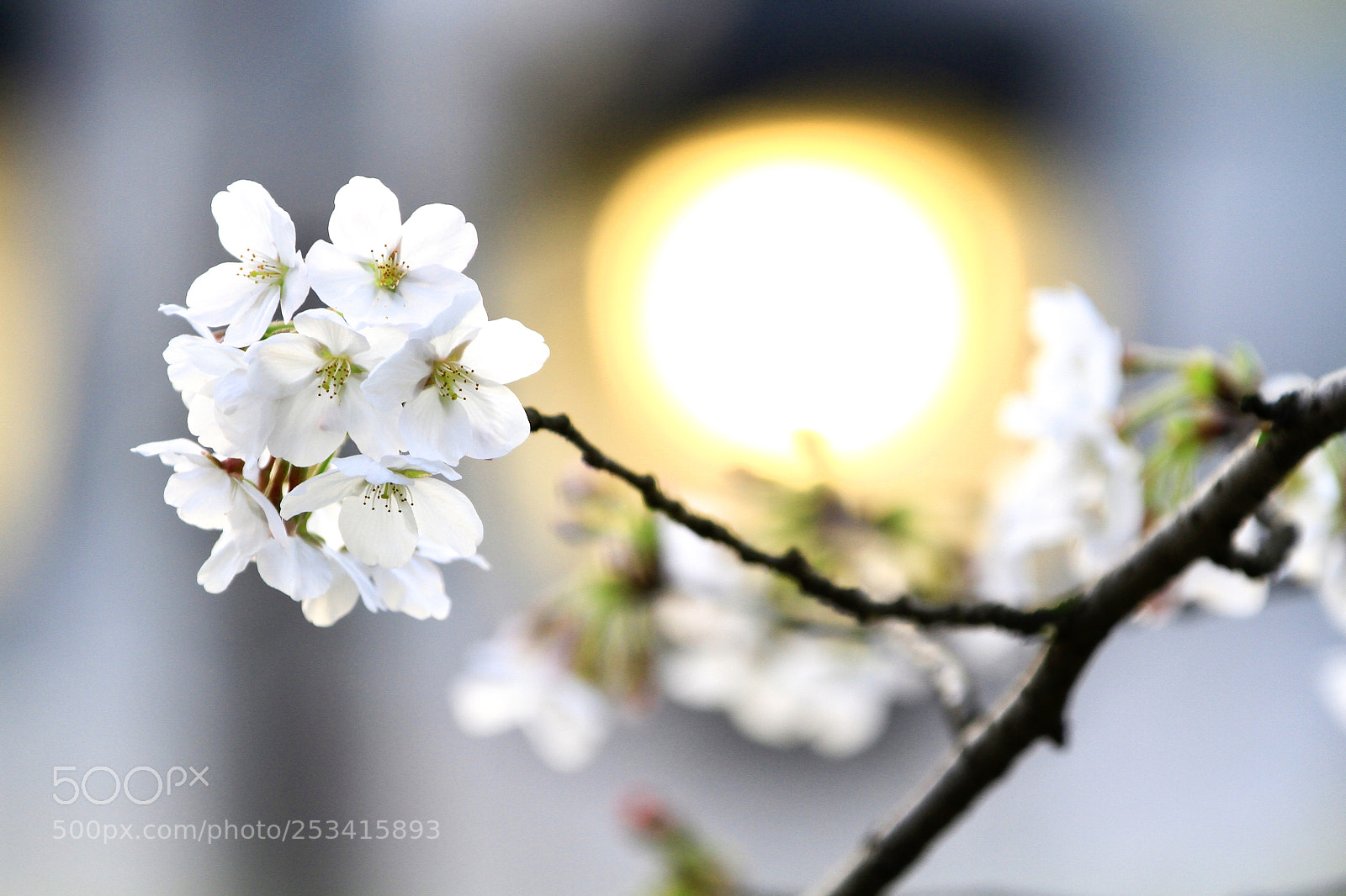 Canon EOS 7D sample photo. Untitled photography