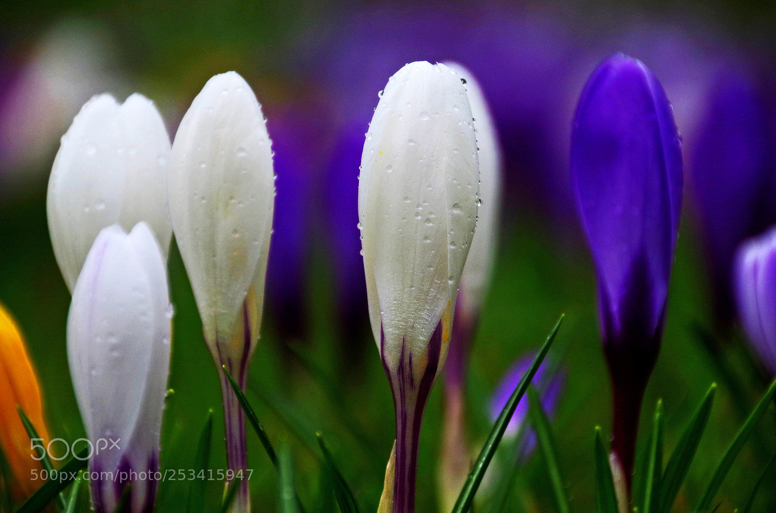 Pentax K-50 sample photo. Crocuses photography