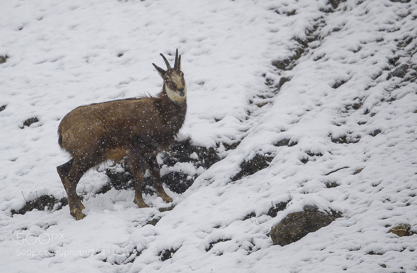 Nikon D3S sample photo. April 12 2018 snowing photography