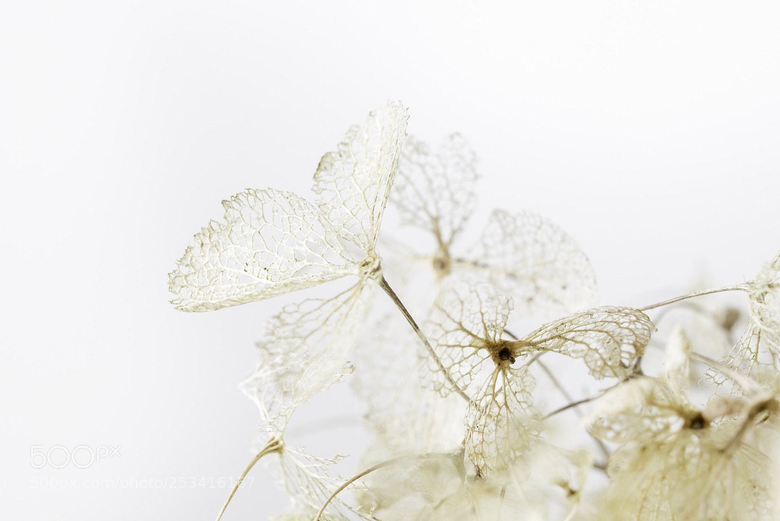 Nikon D810 sample photo. Lace by nature photography