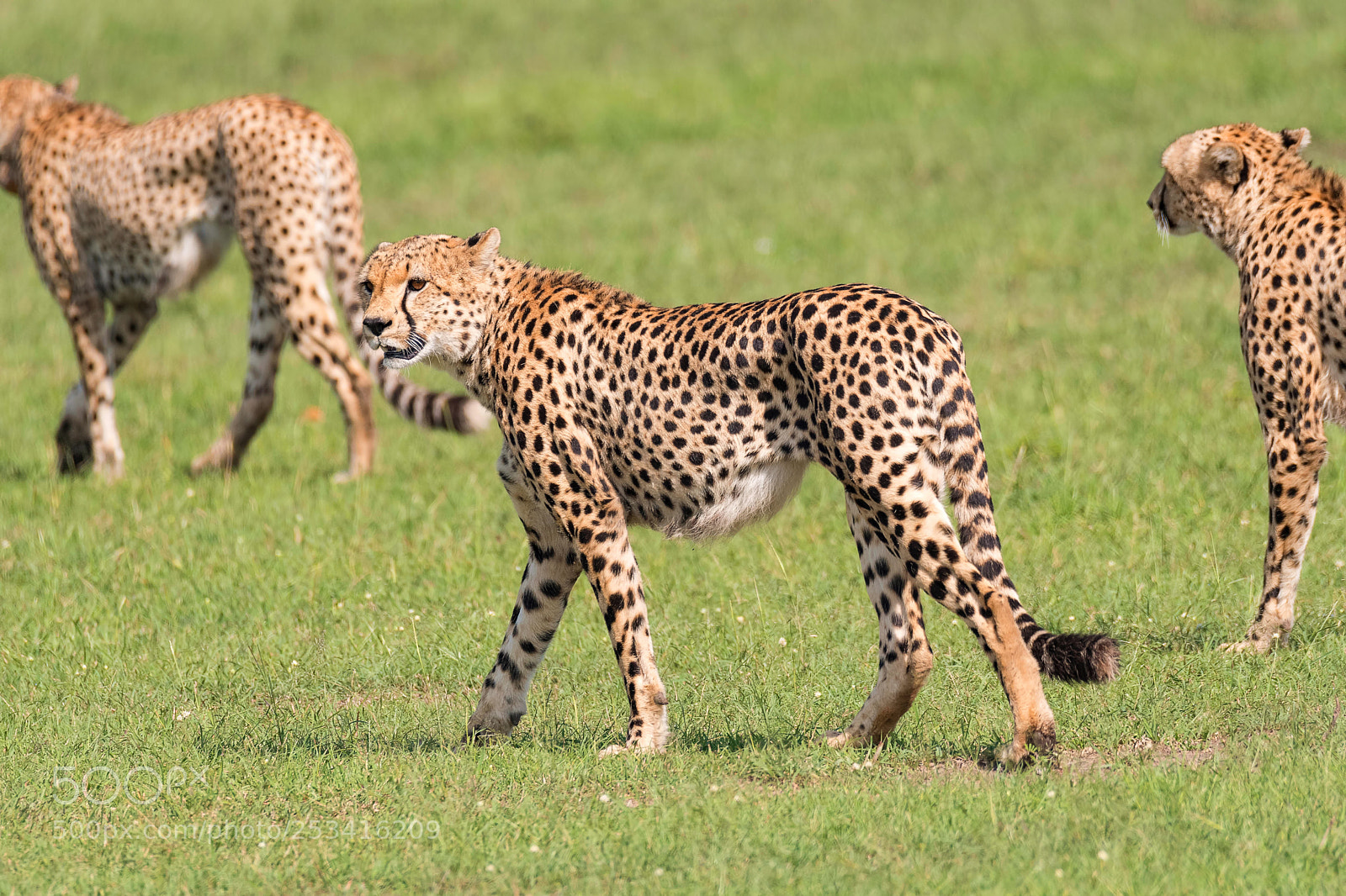 Nikon D500 sample photo. Cheetah brothers photography
