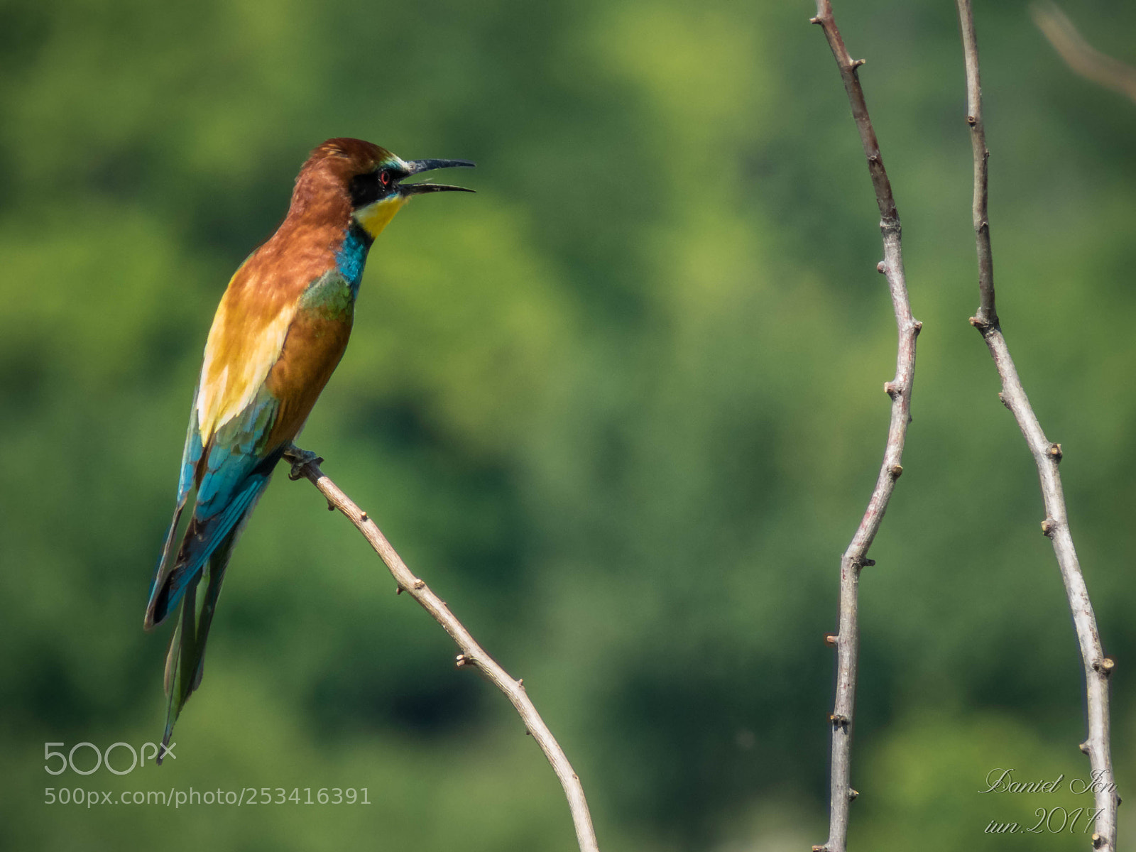 Canon PowerShot SX60 HS sample photo. Prigoria merops apiaster ordinul photography