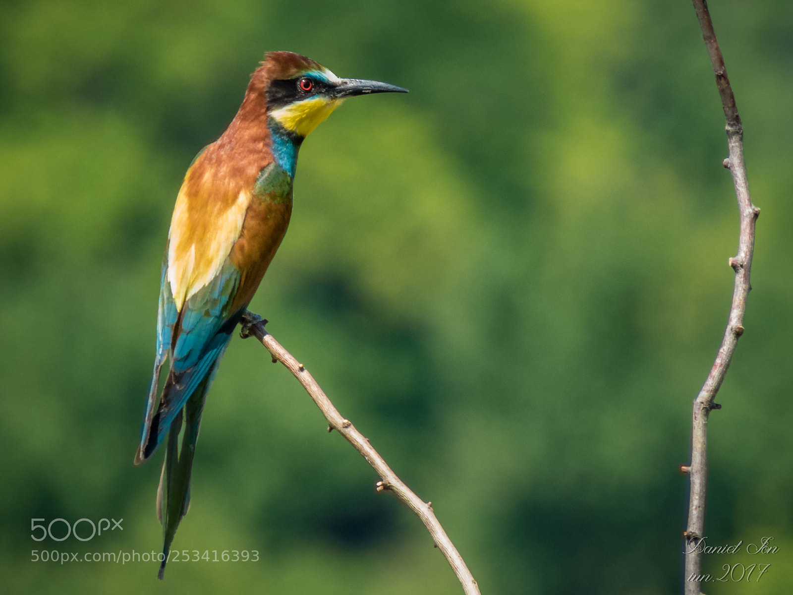 Canon PowerShot SX60 HS sample photo. Prigoria merops apiaster ordinul photography