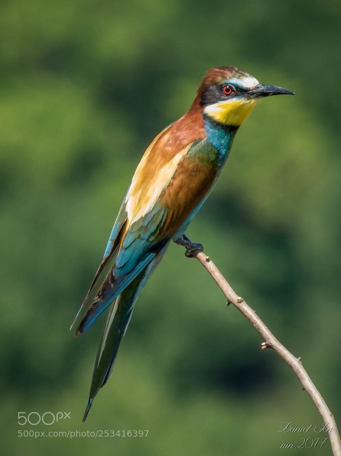 Canon PowerShot SX60 HS sample photo. Prigoria merops apiaster ordinul photography