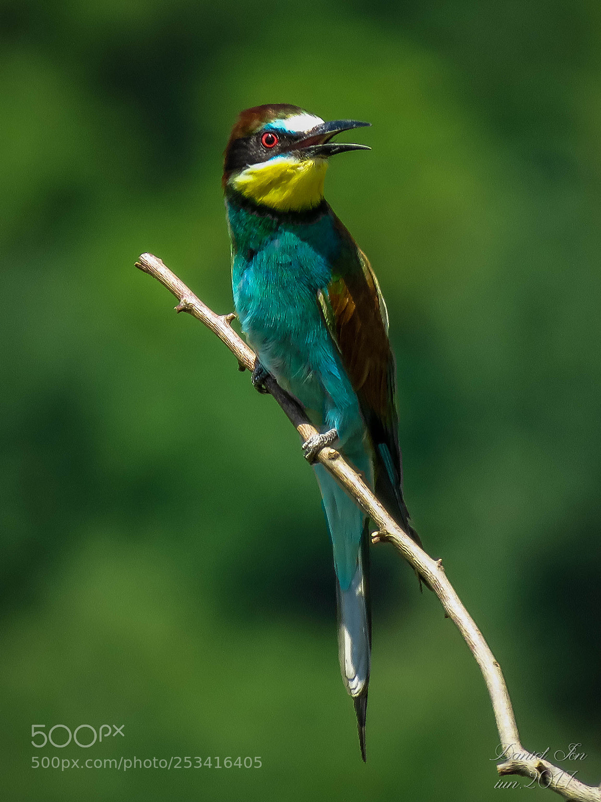 Canon PowerShot SX60 HS sample photo. Prigoria merops apiaster ordinul photography