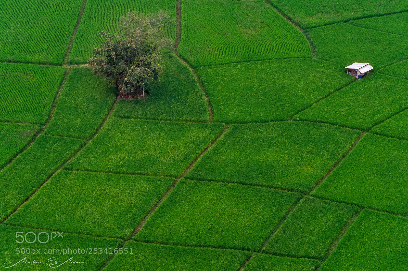 Sony a9 sample photo. Lonely greenery ... photography
