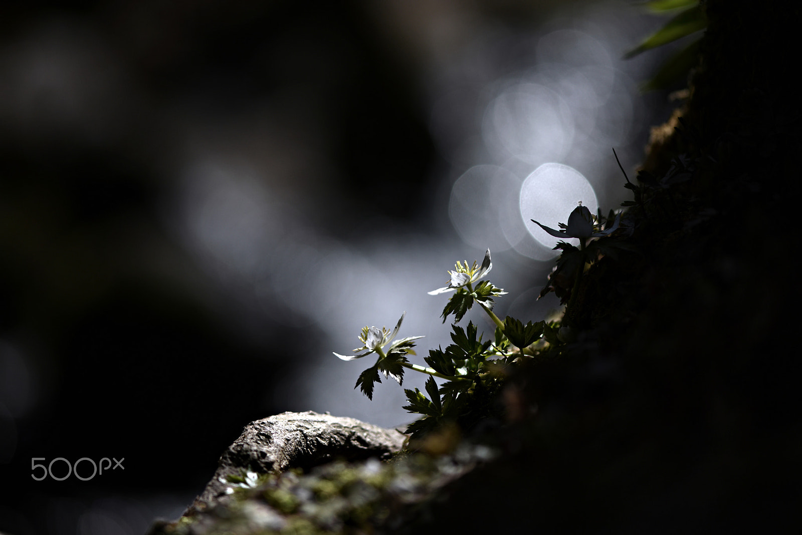 Nikon AF-S Micro-Nikkor 105mm F2.8G IF-ED VR sample photo. Wildflowers(megaleranthis saniculifolia) photography