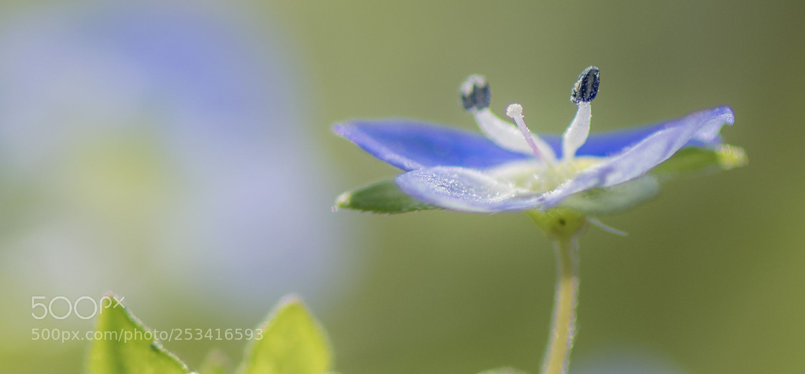 Nikon D5300 sample photo. La véronique perse. photography