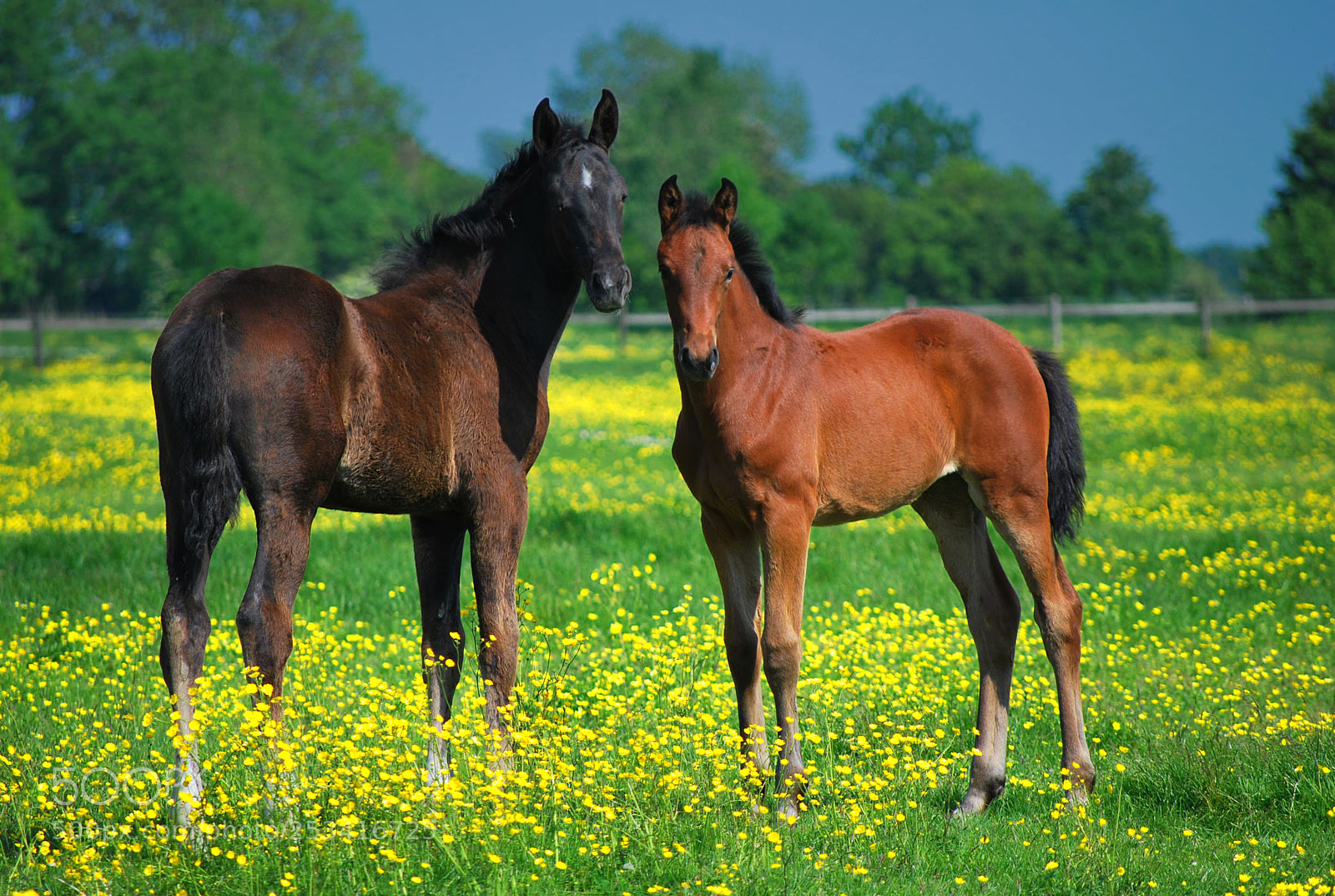 Nikon D60 sample photo. Satisfied horses photography