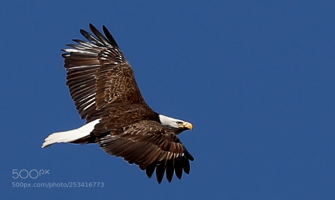 Canon EOS 5D Mark IV sample photo. Philadelphia eagle photography