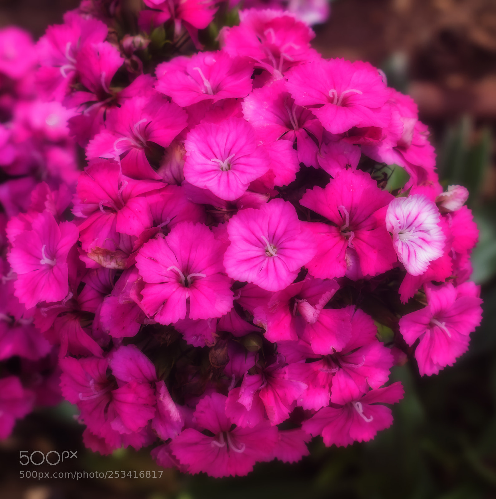 Nikon D3300 sample photo. A natural blossoming pink photography