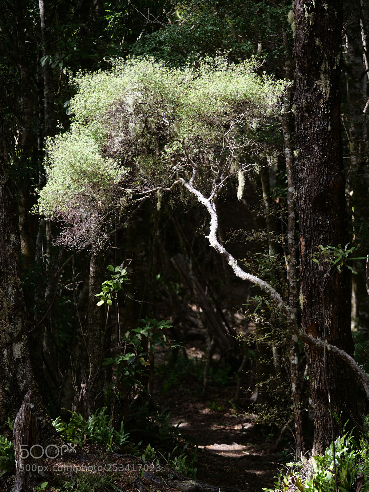 Panasonic Lumix DC-G9 sample photo. Just a tree photography