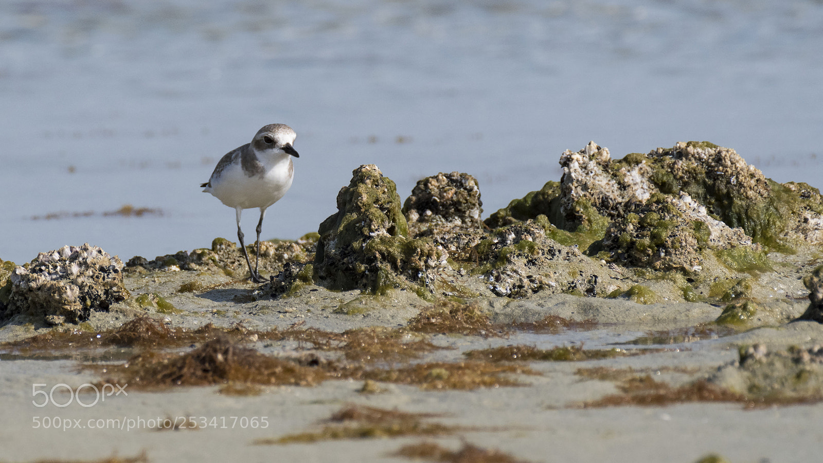 Nikon D500 sample photo. Plover on the beach photography