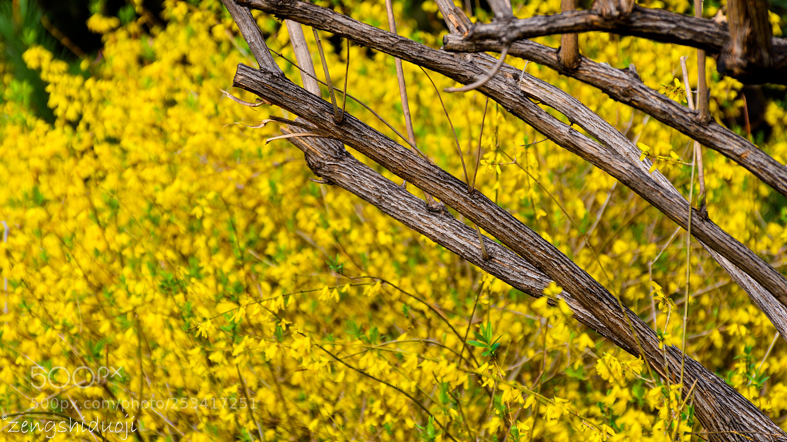 Nikon D500 sample photo. 枯木逢春 photography