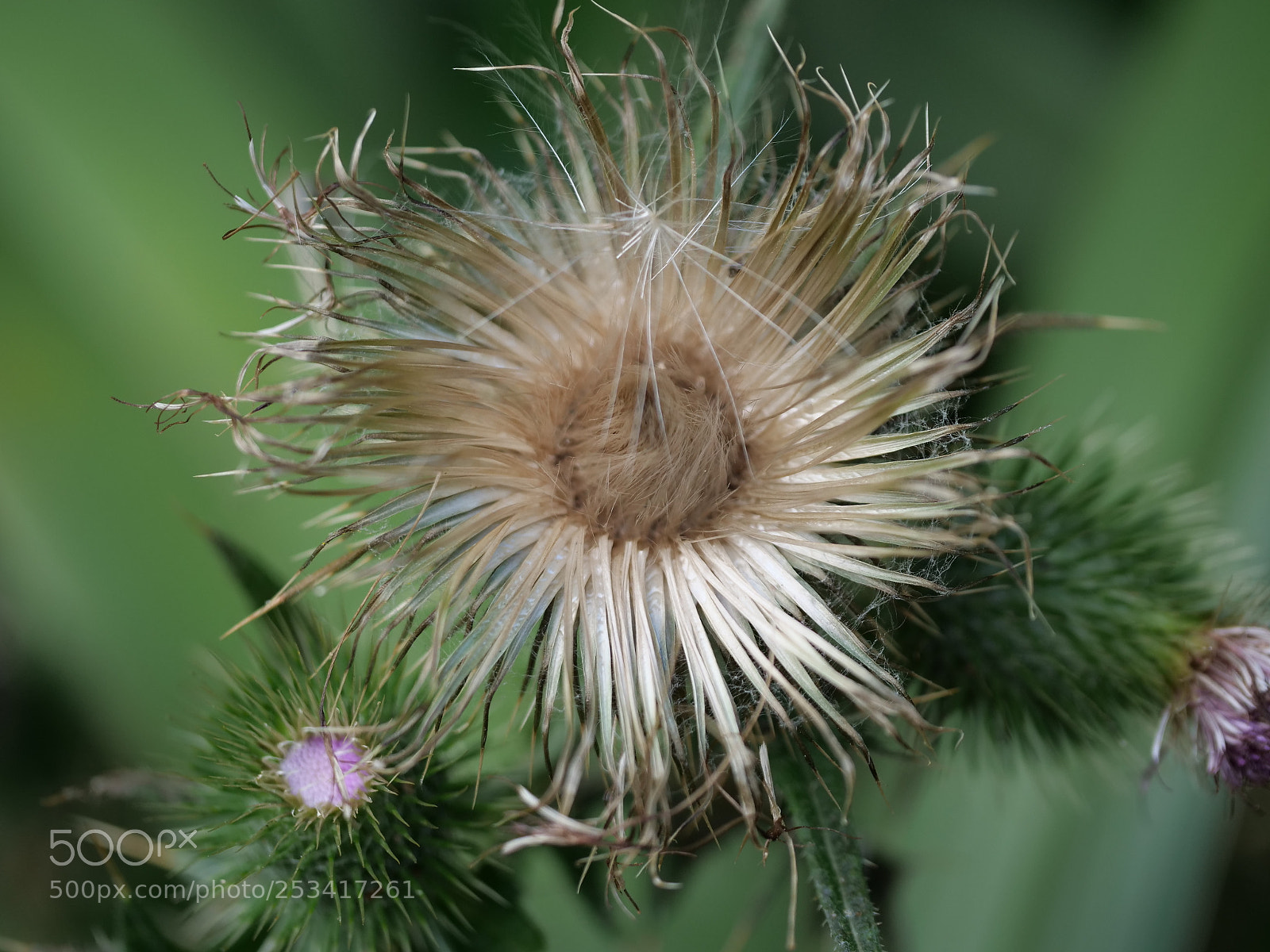 Panasonic Lumix DC-G9 sample photo. Untitled photography