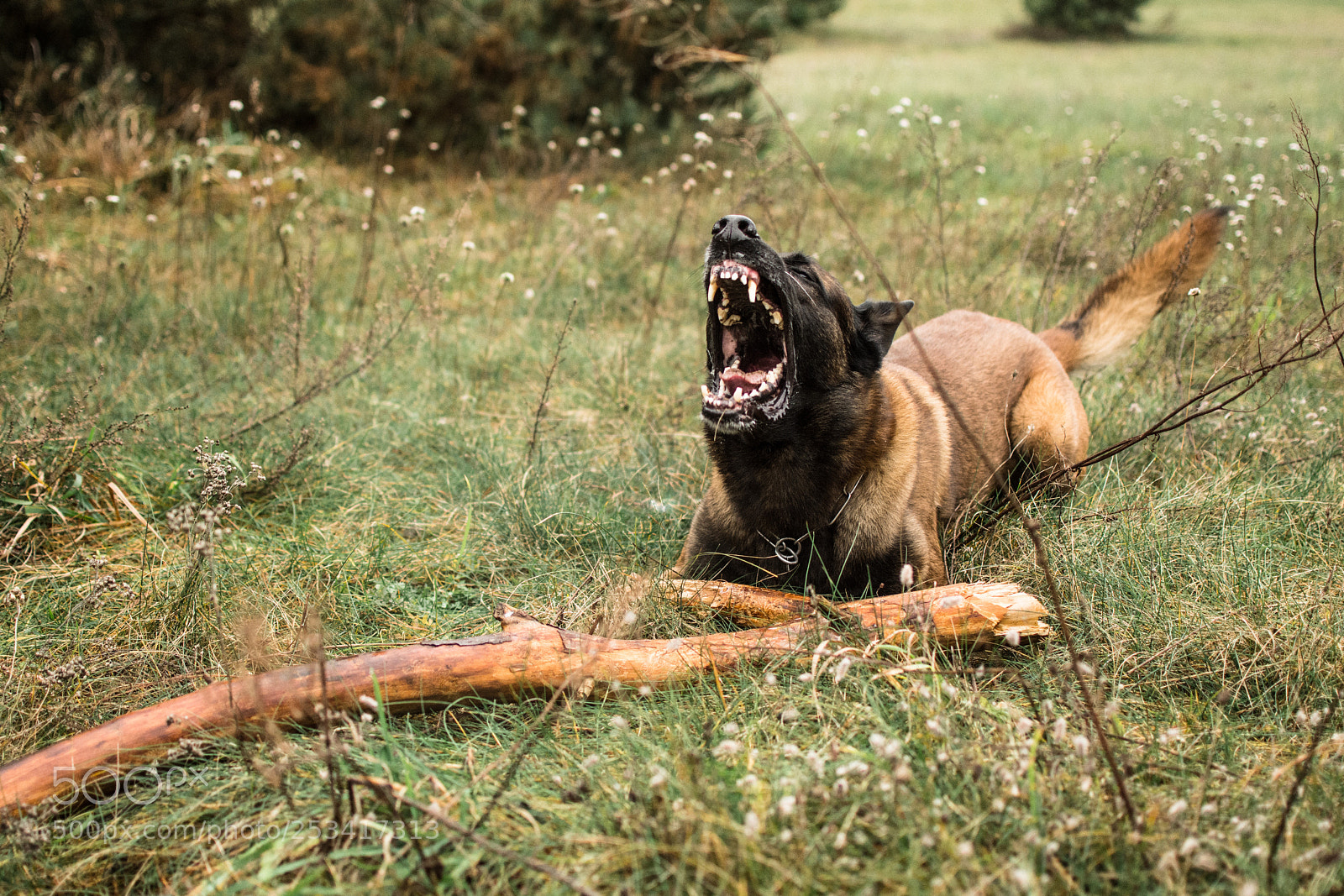 Nikon D7200 sample photo. Malinois photography