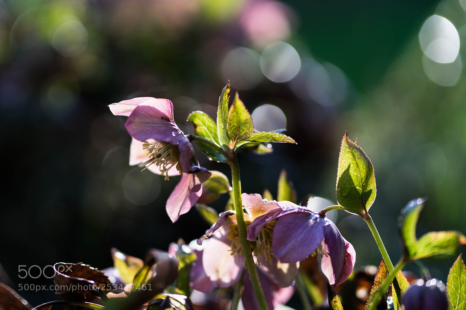 Sony a7 II sample photo. Untitled photography