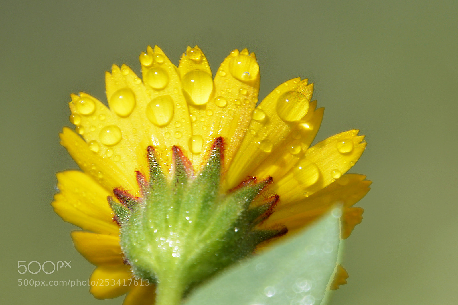 Nikon D5200 sample photo. Tras la lluvia photography
