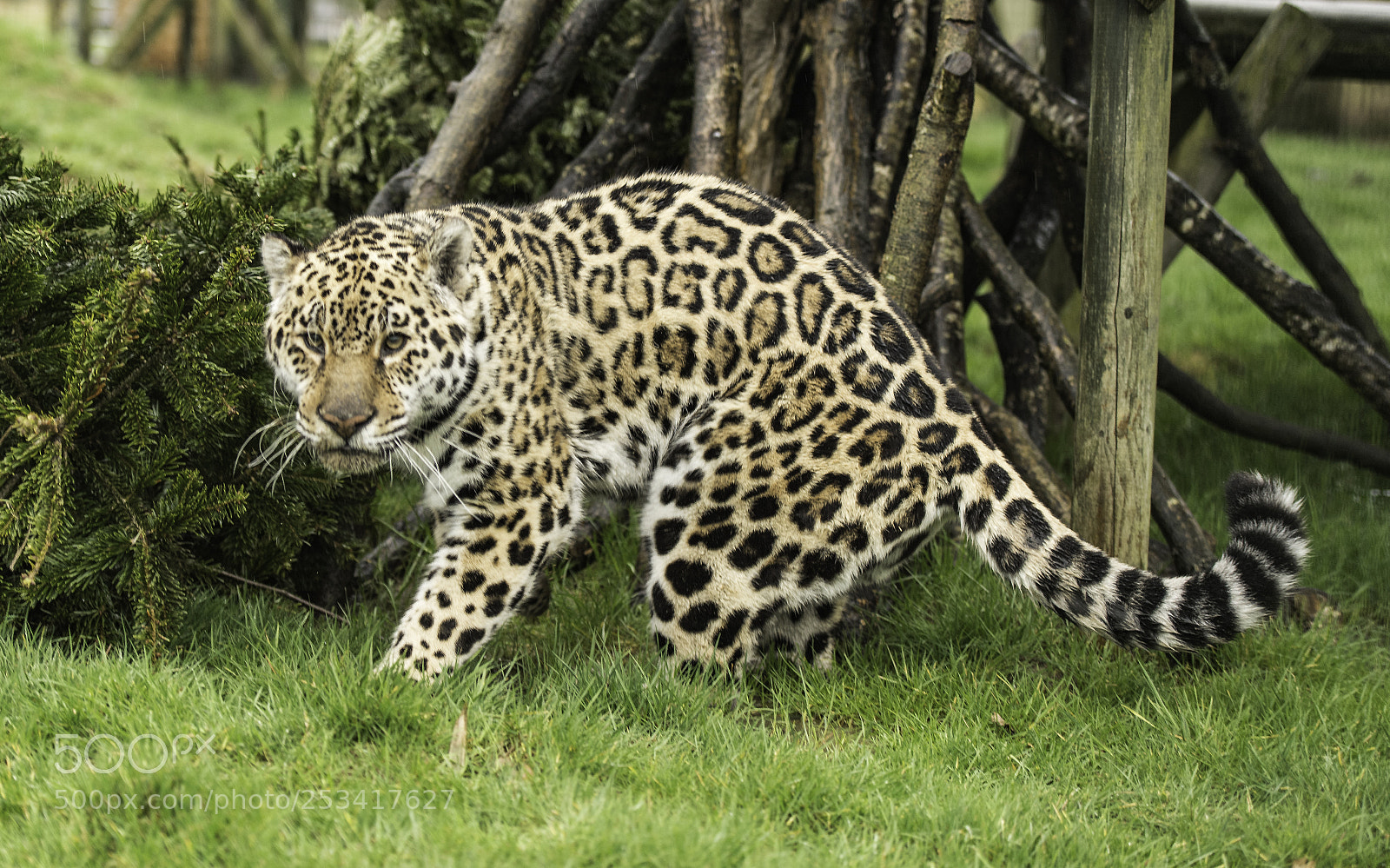 Nikon D5 sample photo. Jaguar series photography