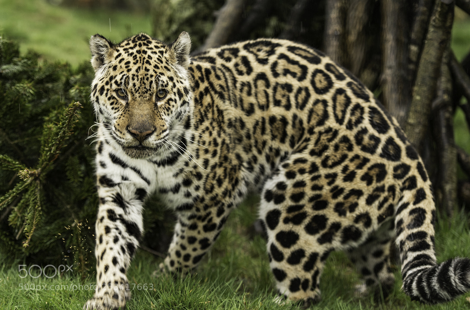 Nikon D5 sample photo. Jaguar series photography