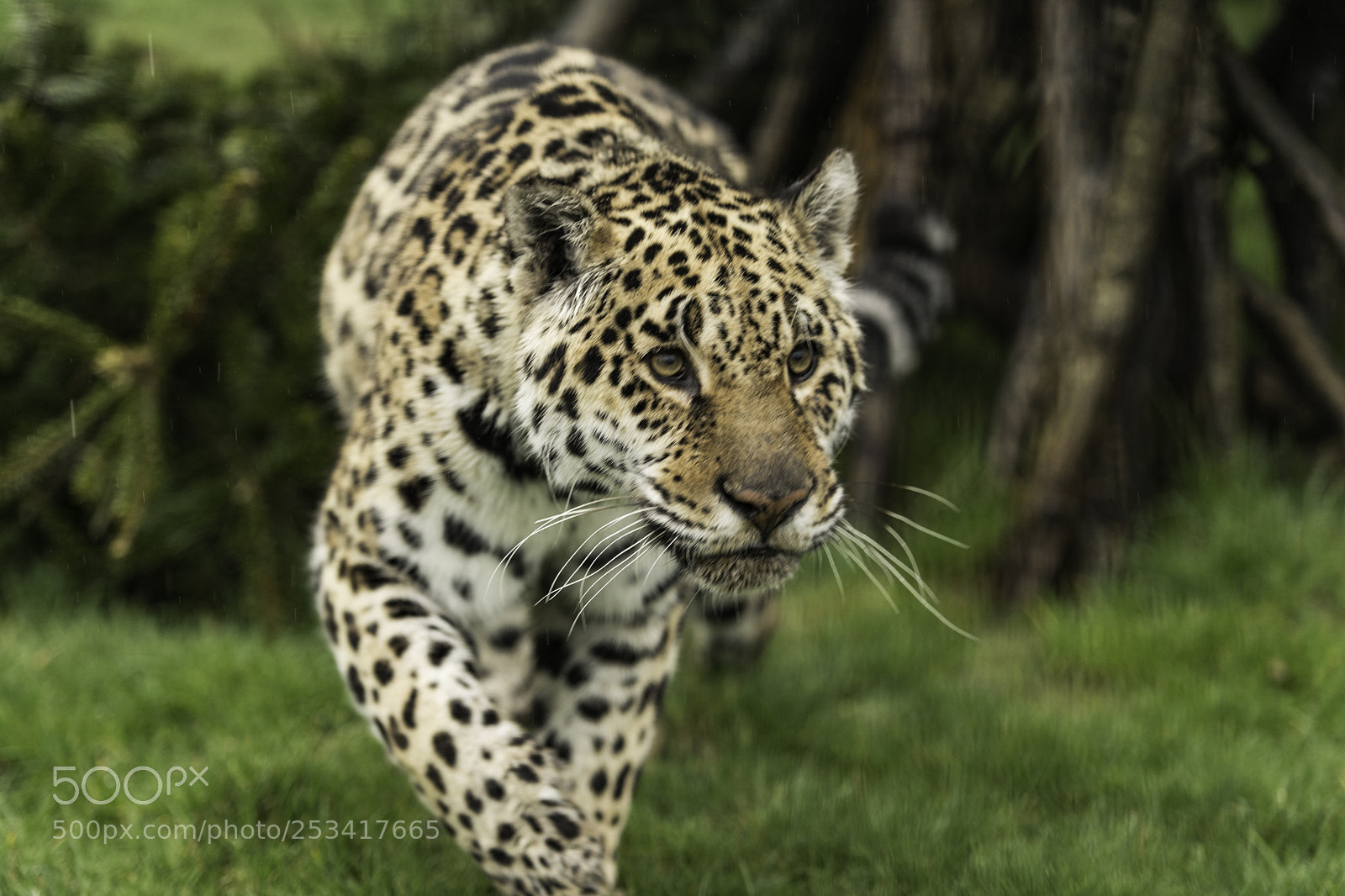 Nikon D5 sample photo. Jaguar series photography