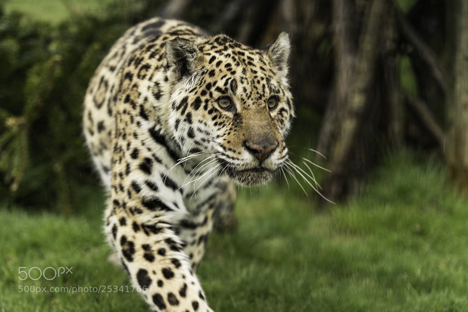 Nikon D5 sample photo. Jaguar series photography