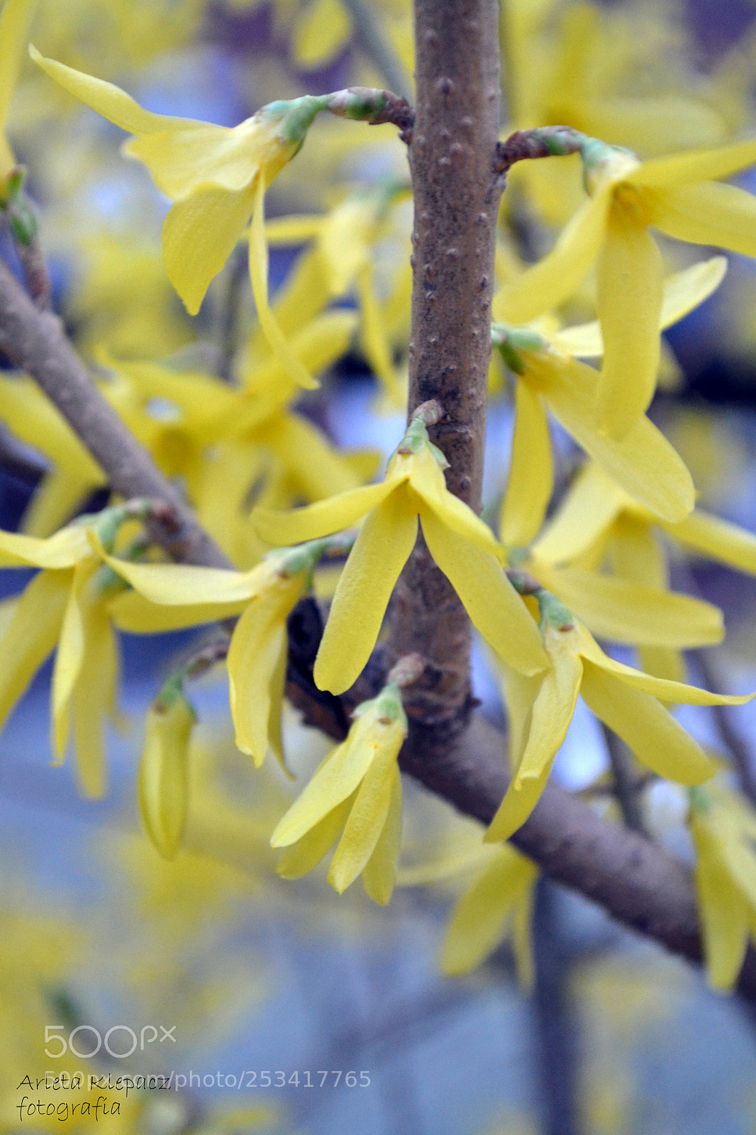 Nikon D3100 sample photo. Wiosna <3 photography