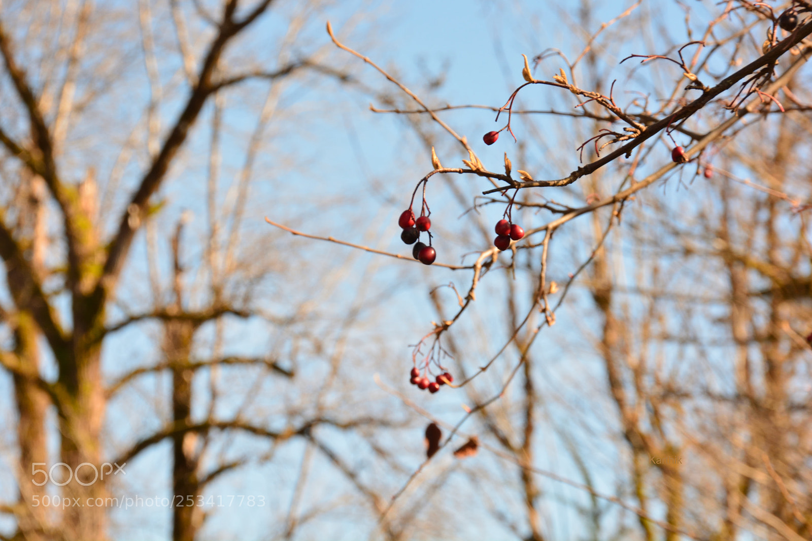Nikon D7100 sample photo. Bright and red photography