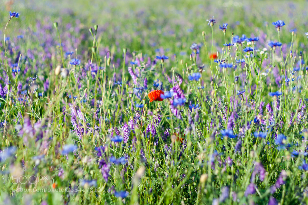 Canon EOS 350D (EOS Digital Rebel XT / EOS Kiss Digital N) sample photo. Poppy flowers photography