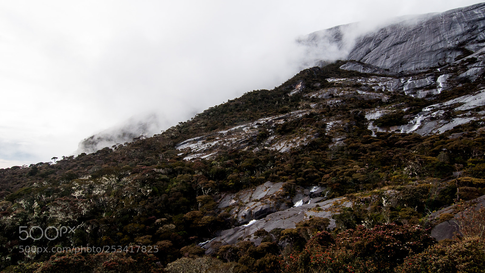 Nikon D90 sample photo. Jungle on mountain kinabalu photography