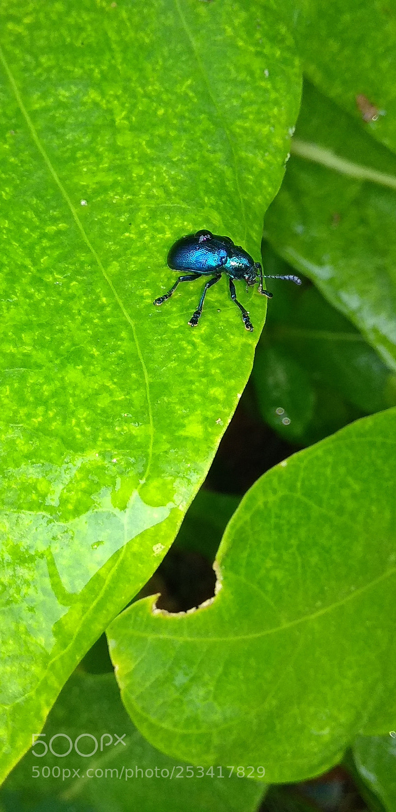 Xiaomi Redmi Note 4 sample photo. Untitled photography