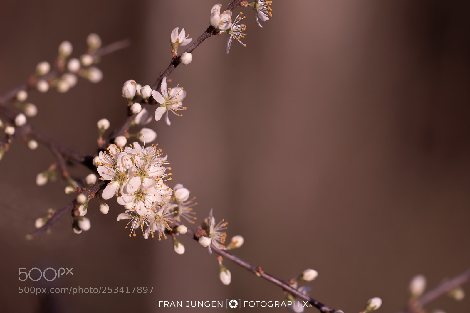 Canon EOS 5D Mark IV sample photo. [ blooming ] photography