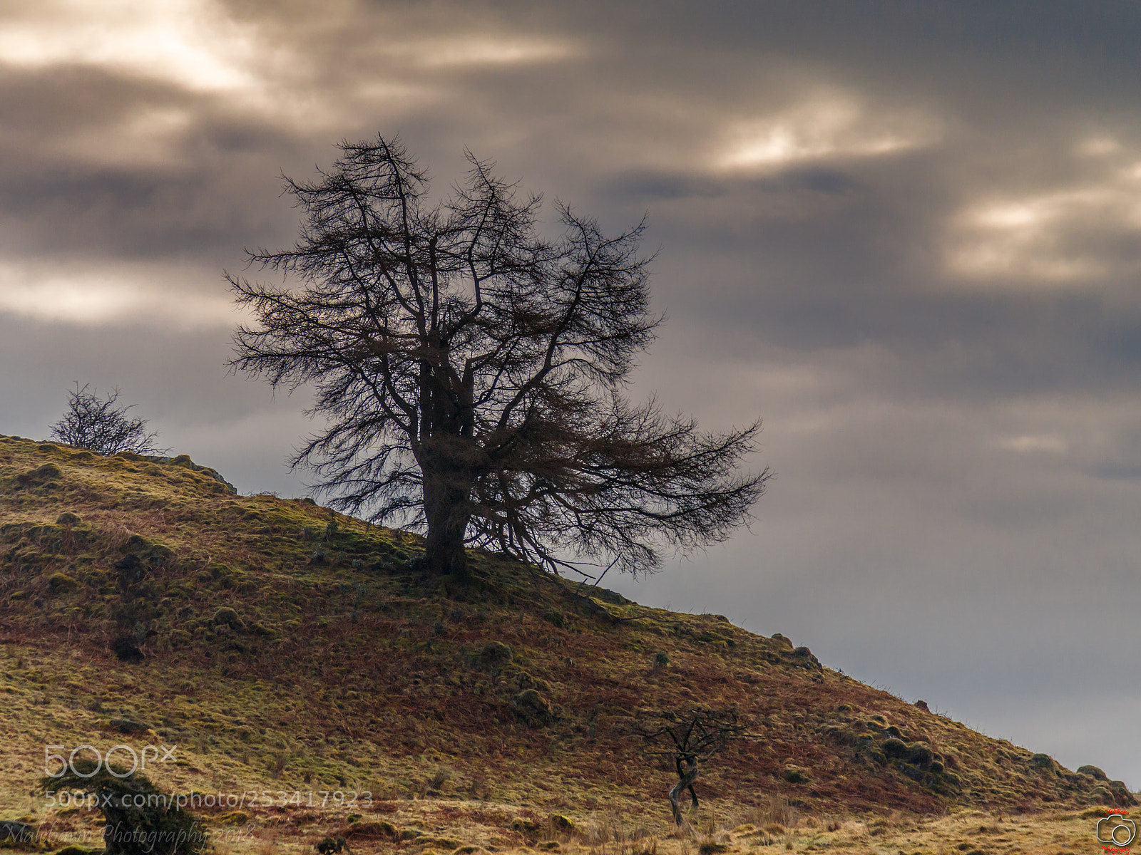 Canon EOS 6D Mark II sample photo. Tree on a hill photography