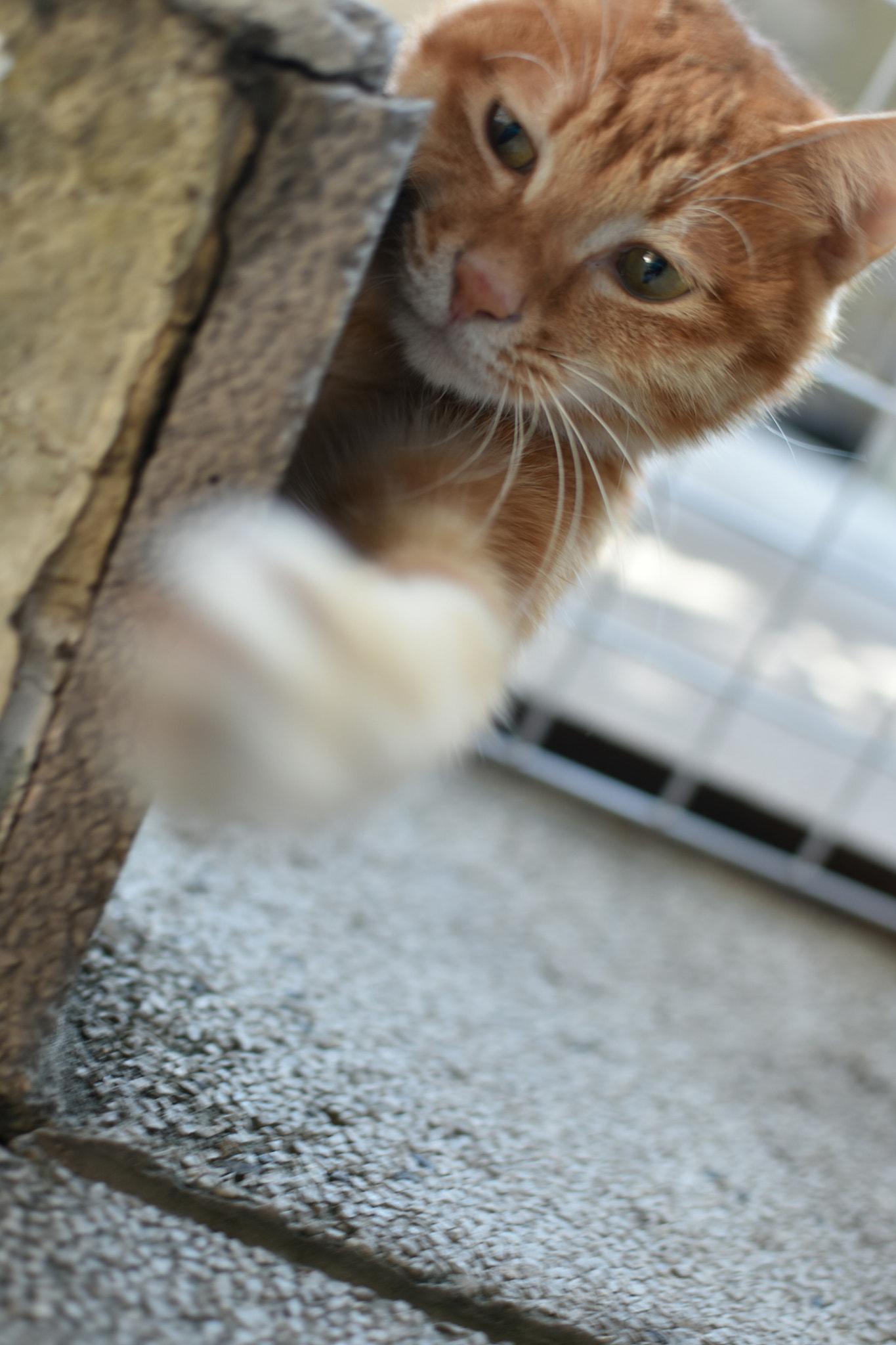Nikon D3400 + Nikon AF-S DX Nikkor 35mm F1.8G sample photo. Close to you. photography