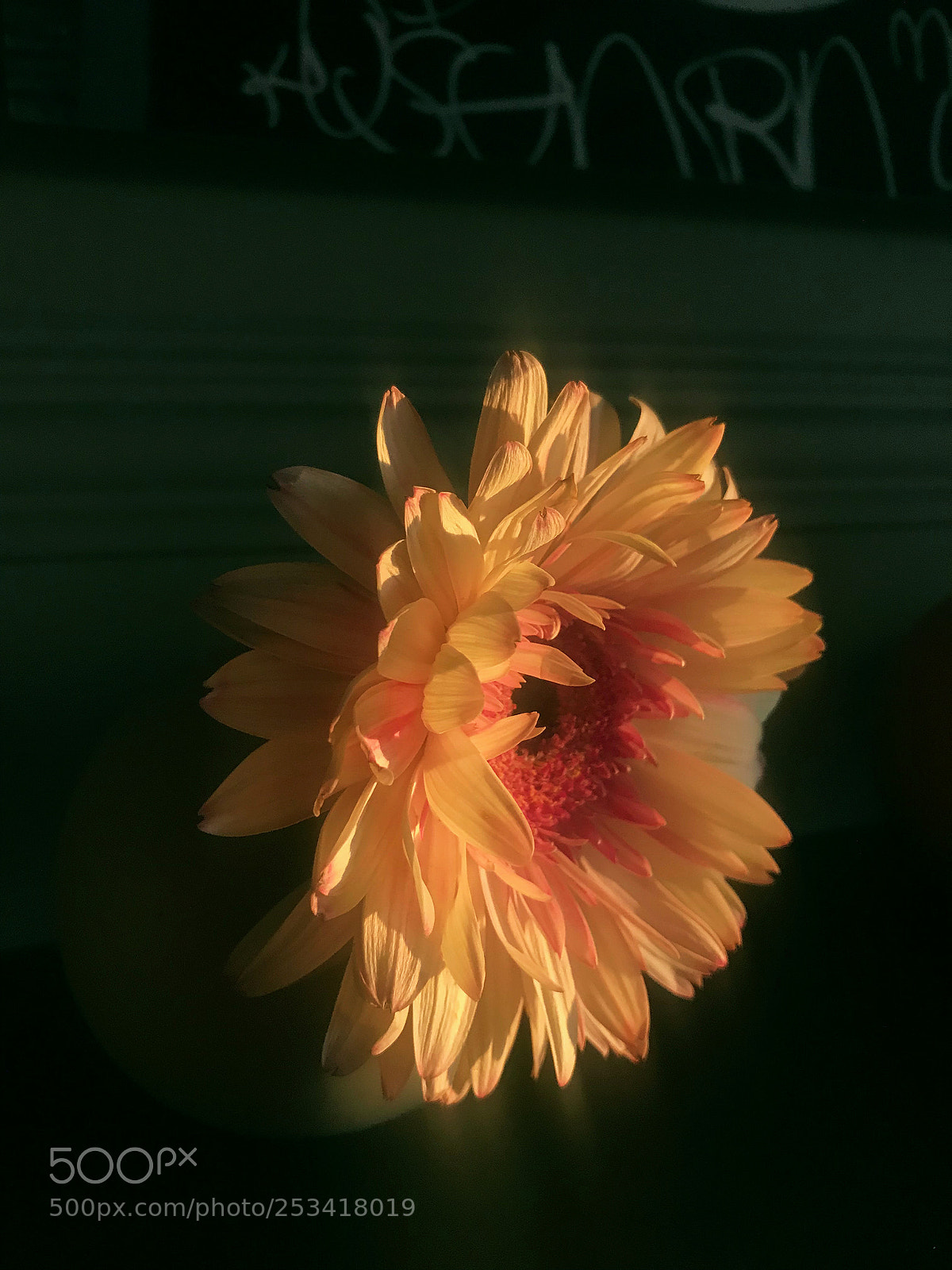 Apple iPhone 7 sample photo. Gerbera daisy silver lake photography