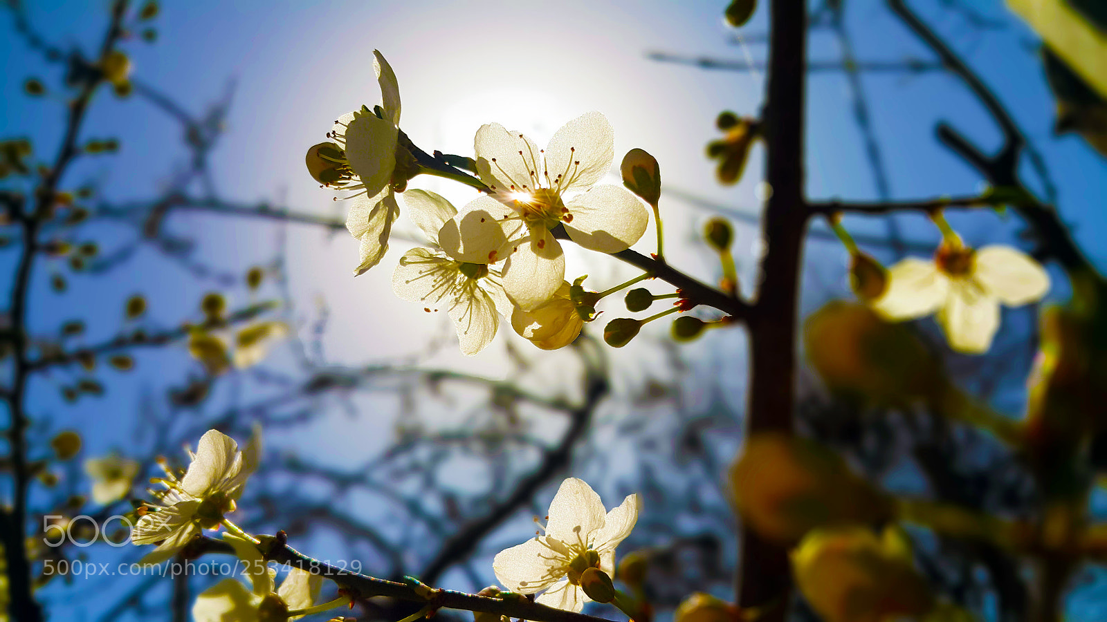 Samsung Galaxy Note4 sample photo. Blossom photography