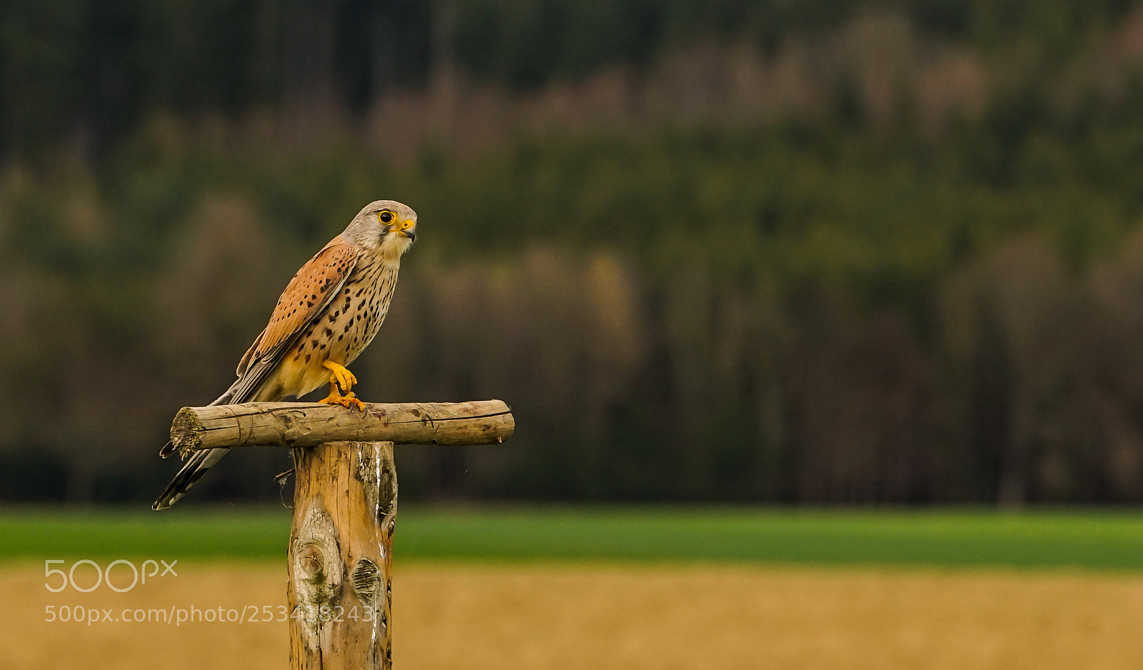 Sony a7 II sample photo. Der turmfalke photography