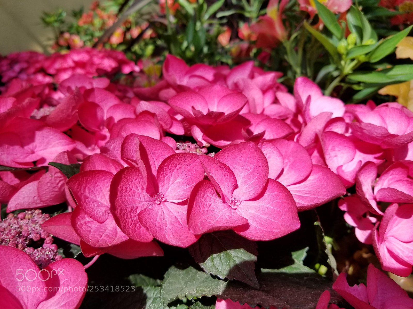 Samsung Galaxy S8+ sample photo. Hydrangea photography
