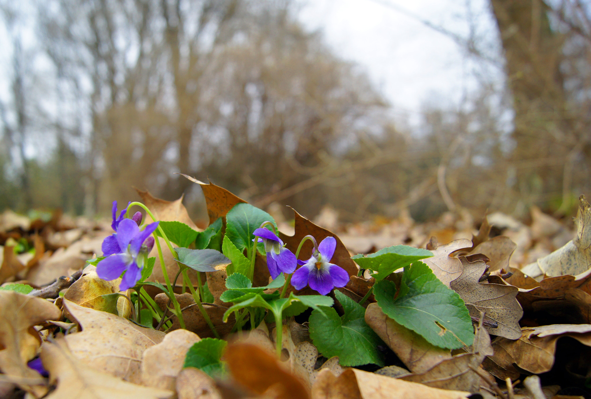 Sony Alpha DSLR-A550 sample photo