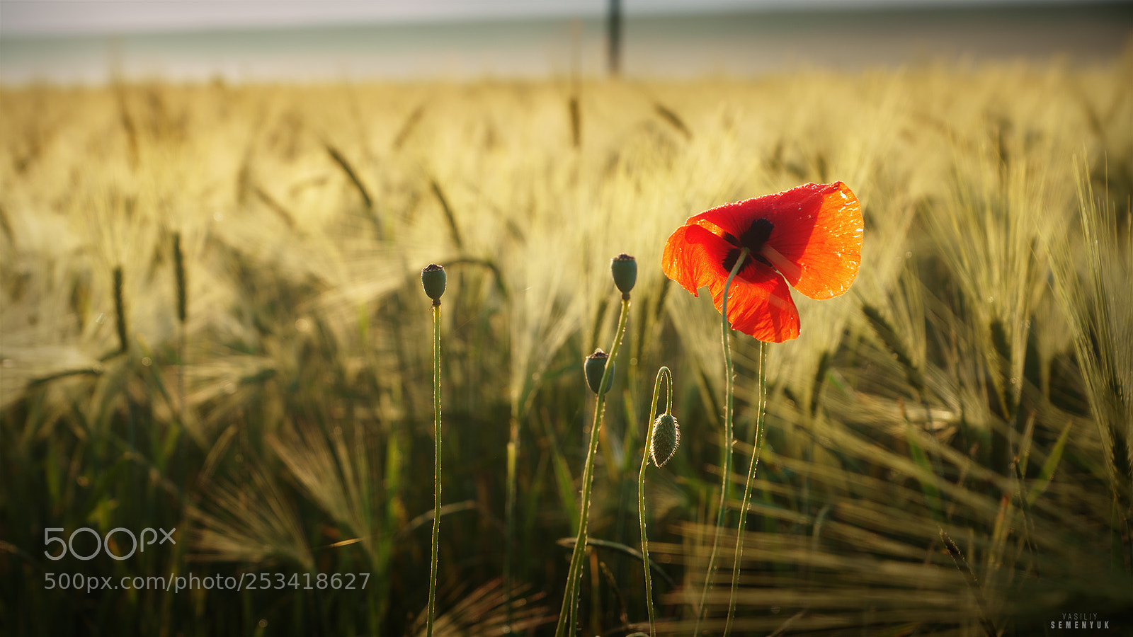 Sony ILCA-77M2 sample photo. Alone in the field's. photography